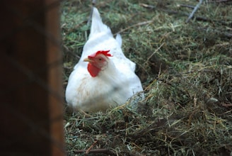 A white chicken with a red comb is sitting on a nest of straw and grass. The setting appears rustic, with natural elements surrounding the poultry.