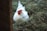 A white chicken with a red comb is sitting on a nest of straw and grass. The setting appears rustic, with natural elements surrounding the poultry.