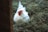 A white chicken with a red comb is sitting on a nest of straw and grass. The setting appears rustic, with natural elements surrounding the poultry.