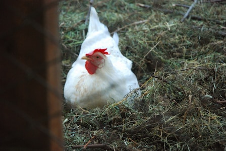 A white chicken with a red comb is sitting on a nest of straw and grass. The setting appears rustic, with natural elements surrounding the poultry.