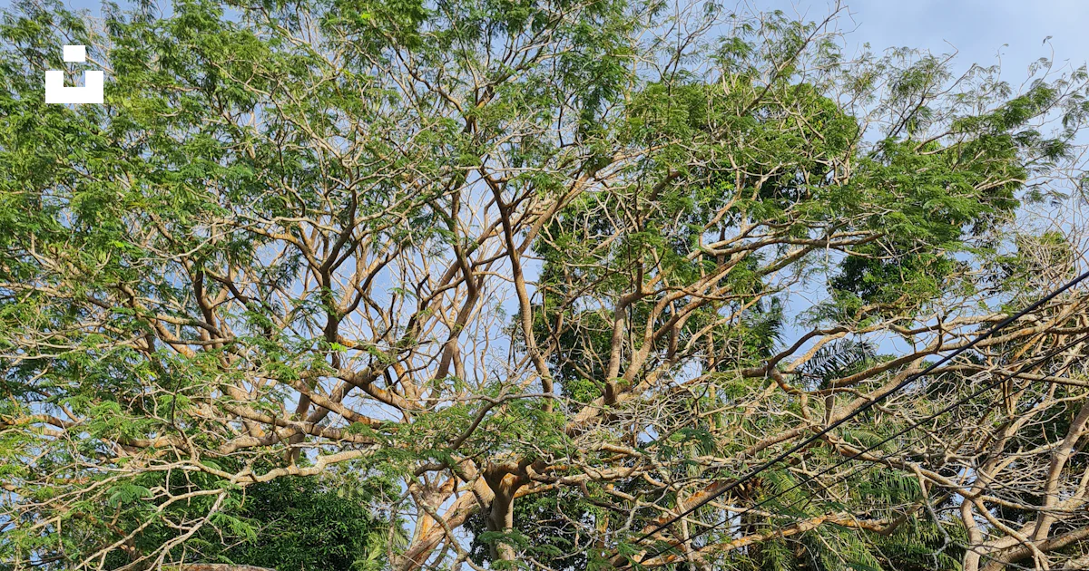 Foto Un gran árbol con muchas ramas en medio de un bosque – Imagen ...