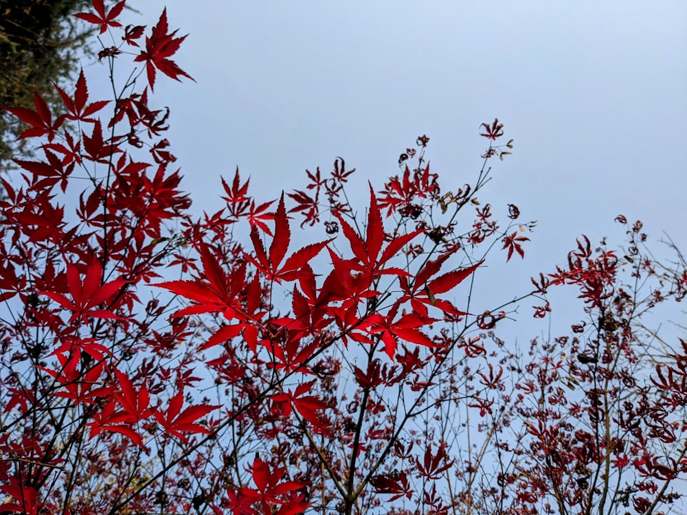 red leaves against a blue sky in the fall