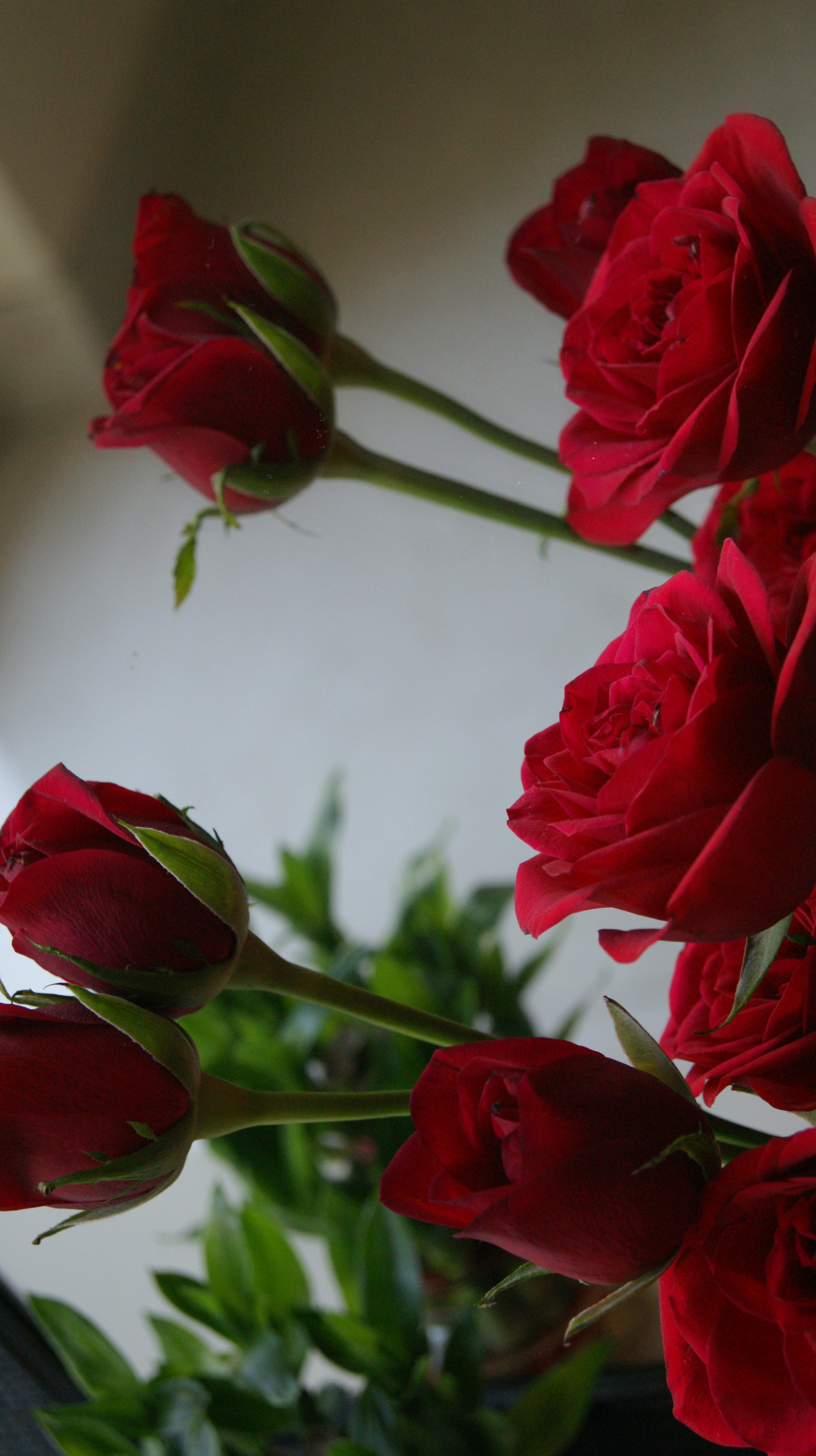 Bouquet de roses fraîches