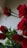 A bouquet of vibrant red roses with lush green leaves, positioned against a soft, neutral background. The roses appear fresh and richly colored, with petals in full bloom and some buds just beginning to open.