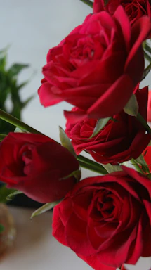 Close-up of elegant classic red roses with long stems against a clean white background