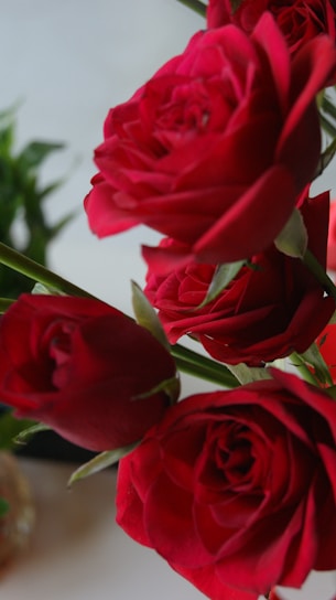 A close-up of lush, vibrant roses in various shades, elegantly arranged in a minimalist setting.