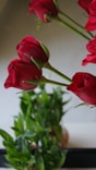livraison roses à Genève