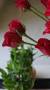 livraison roses à Genève