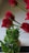 Red roses with green stems are featured prominently. The flowers have deep red petals and are set against a blurry background featuring green leaves. The image shows the flowers positioned in a partially mirrored setup, creating a reflection.