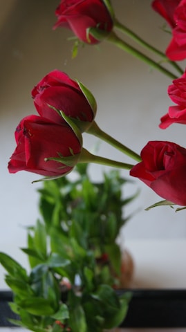 Red roses with green stems are featured prominently. The flowers have deep red petals and are set against a blurry background featuring green leaves. The image shows the flowers positioned in a partially mirrored setup, creating a reflection.