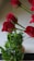 Red roses with green stems are featured prominently. The flowers have deep red petals and are set against a blurry background featuring green leaves. The image shows the flowers positioned in a partially mirrored setup, creating a reflection.