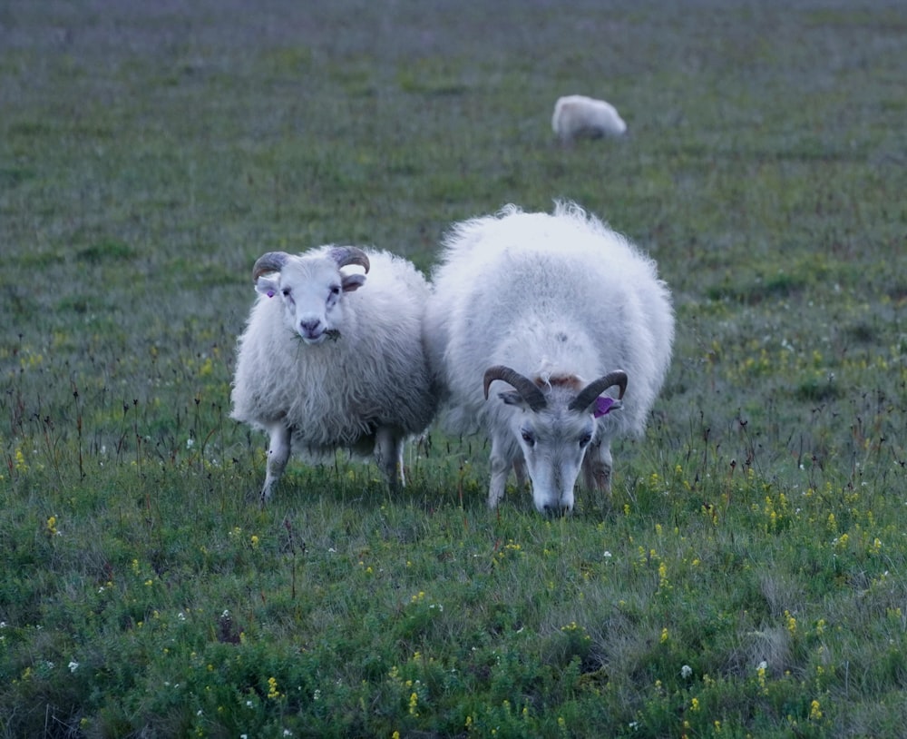 a couple of sheep standing on top of a lush green field