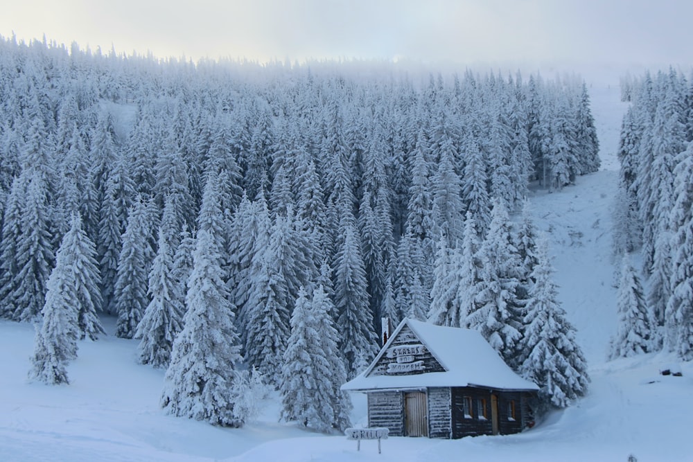 Una cabaña en medio de un bosque nevado