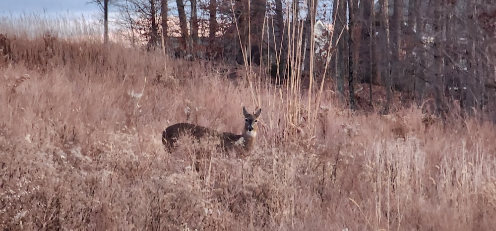 a deer is standing in a field of tall grass