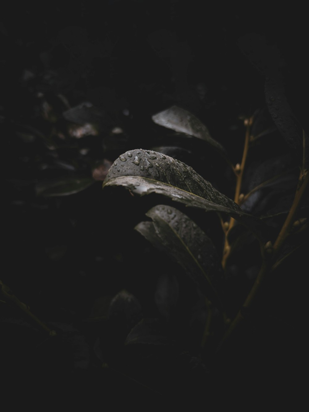 a close up of a leaf on a plant