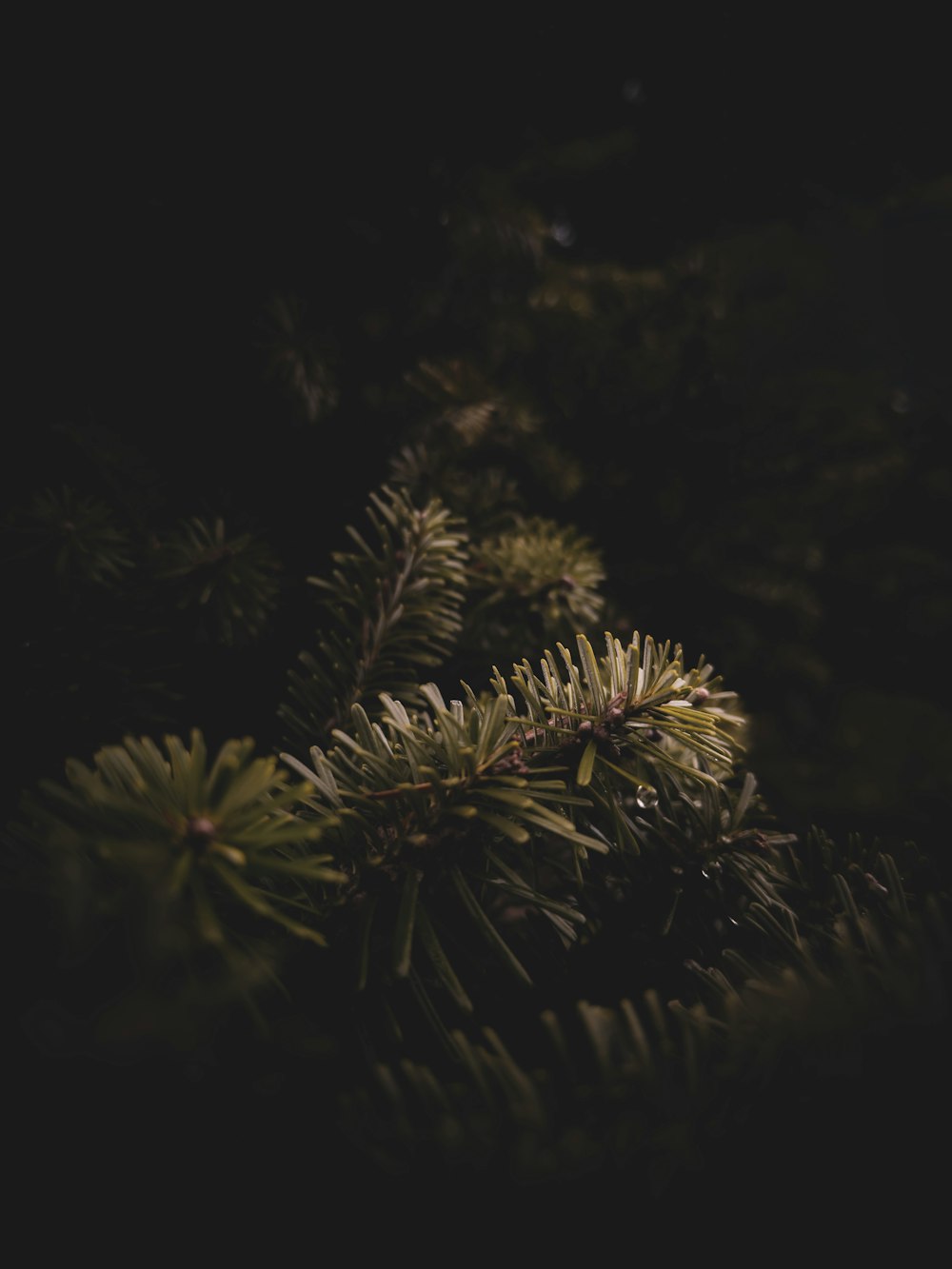 a close up of a pine tree branch