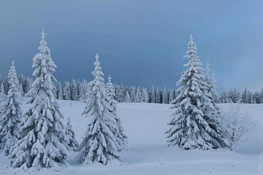 a group of snow covered trees in a snowy field