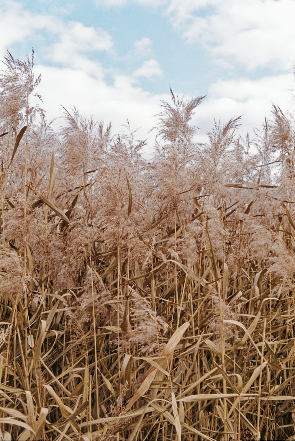 a field of tall dry grass under a cloudy blue sky