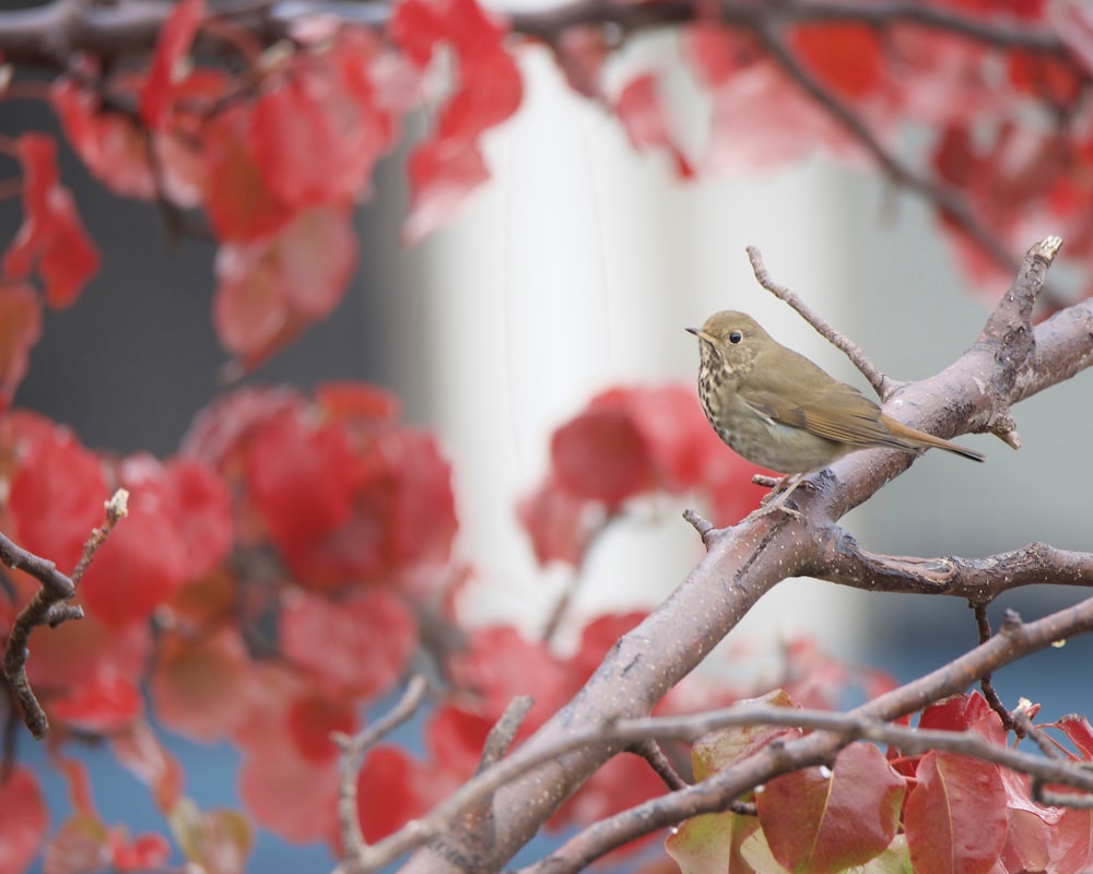 a small bird perched on a tree branch