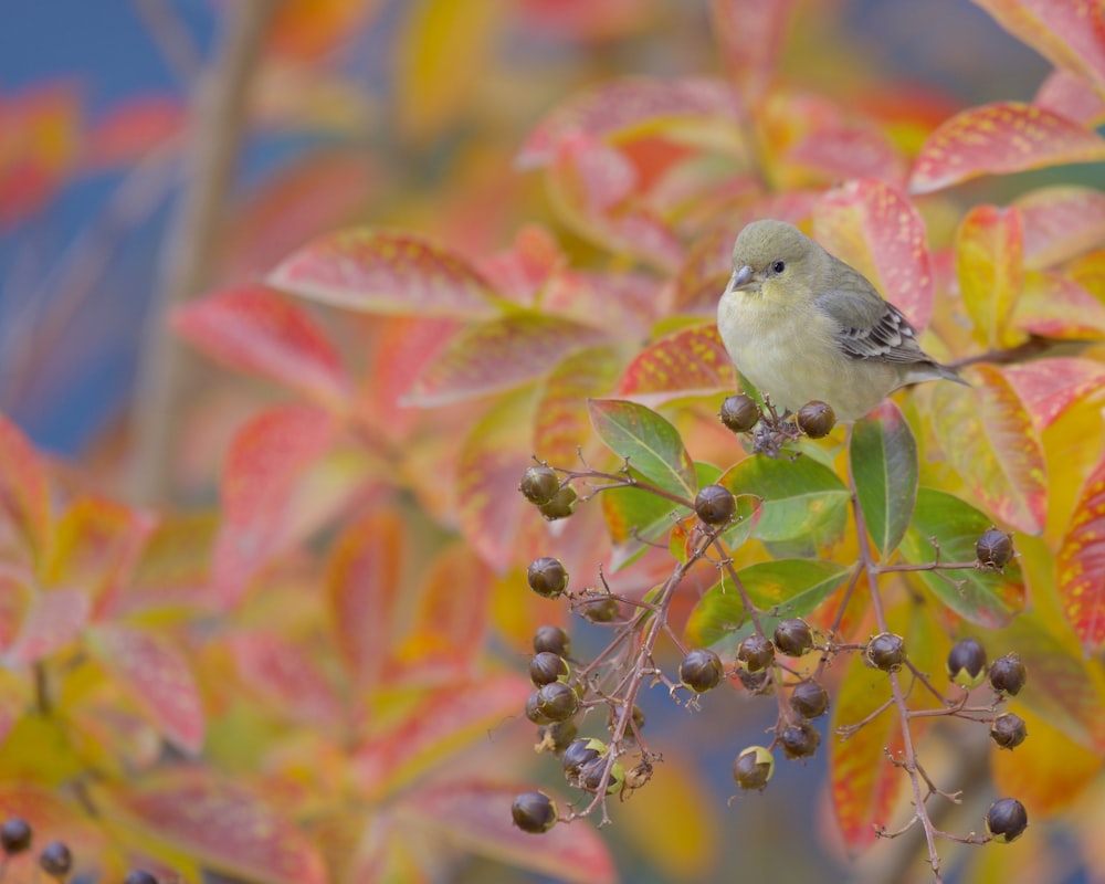 a small bird sitting on a branch of a tree