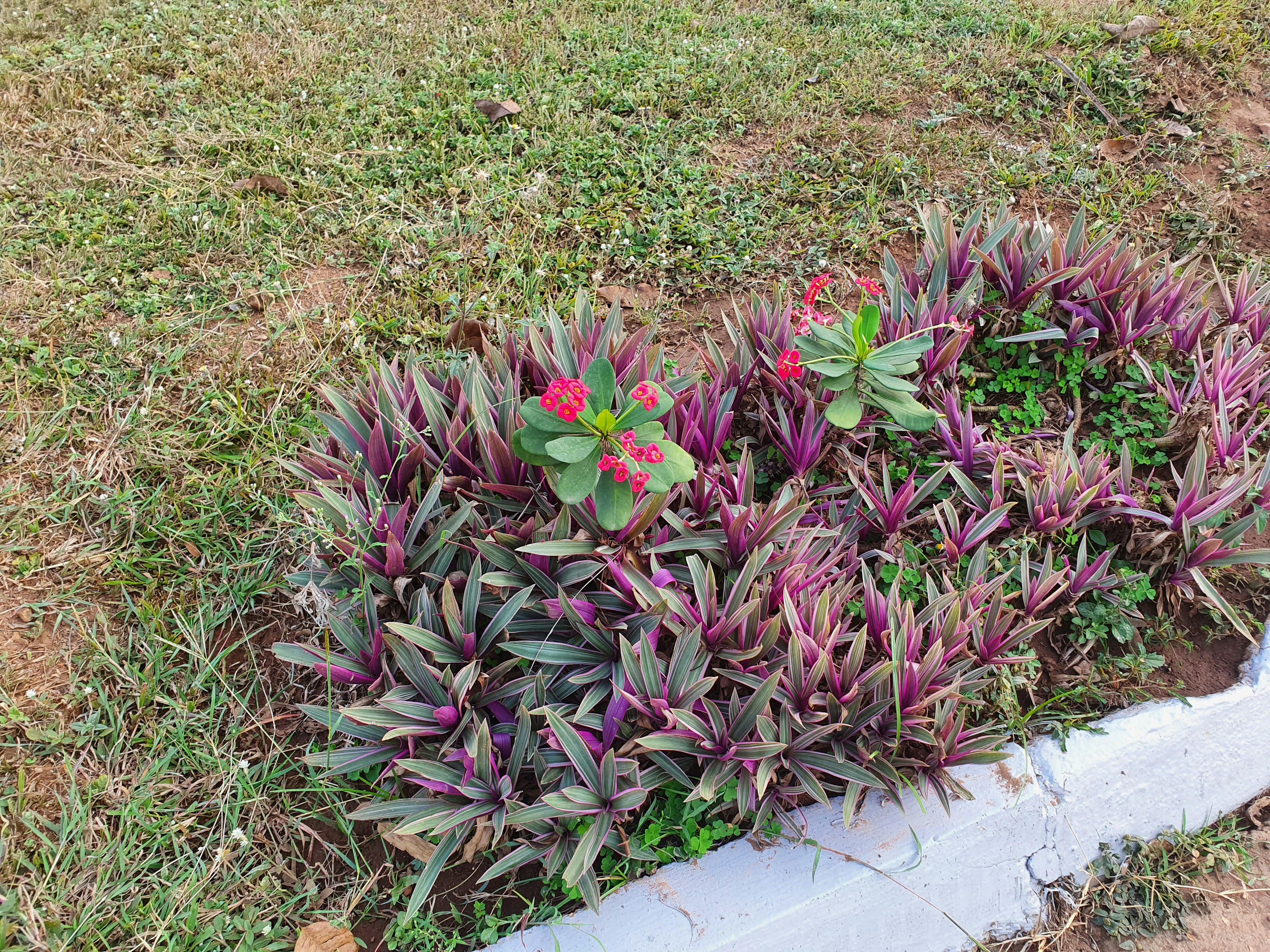 7 plantas resistentes que crescem mesmo com pouca água