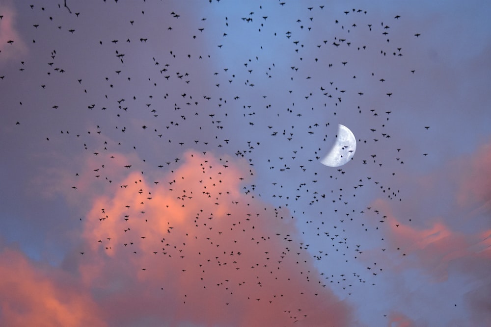 a flock of birds flying across a cloudy sky