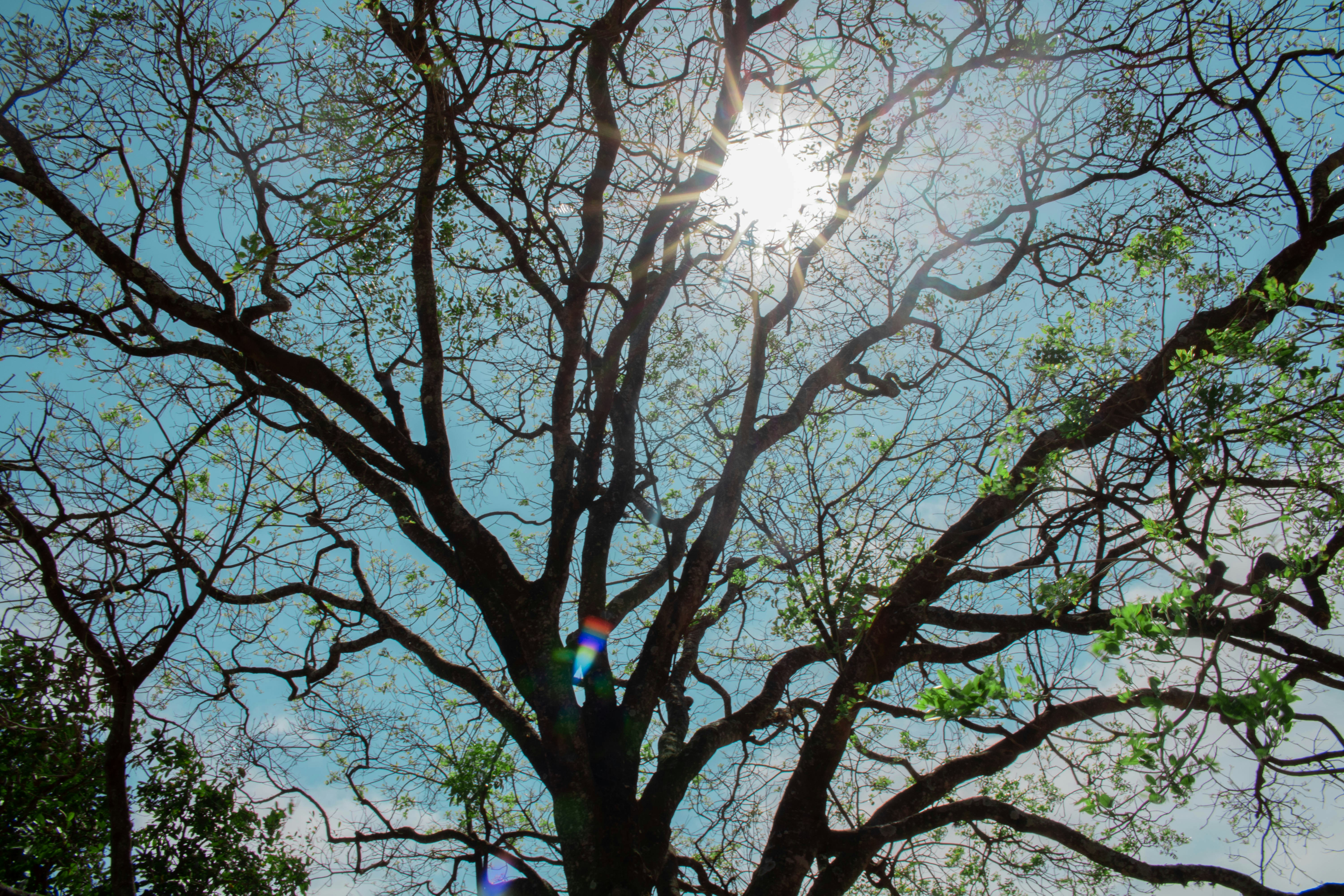 The sun shines through the branches of a tree photo – Free Arvores ...