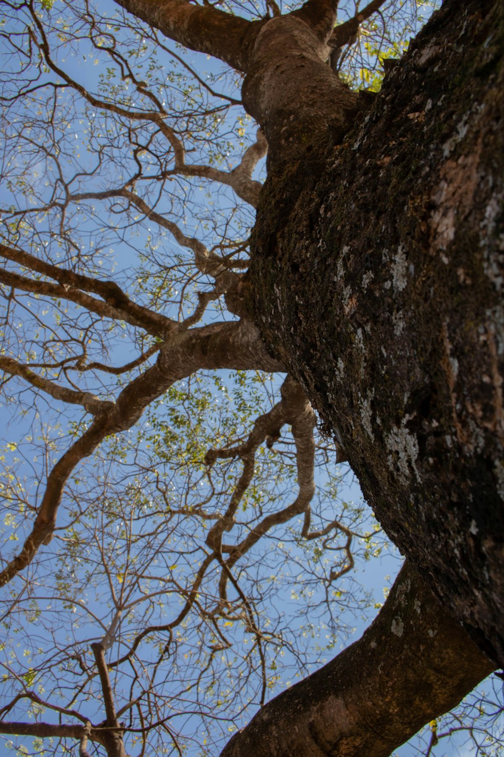 looking up at the branches of a large tree