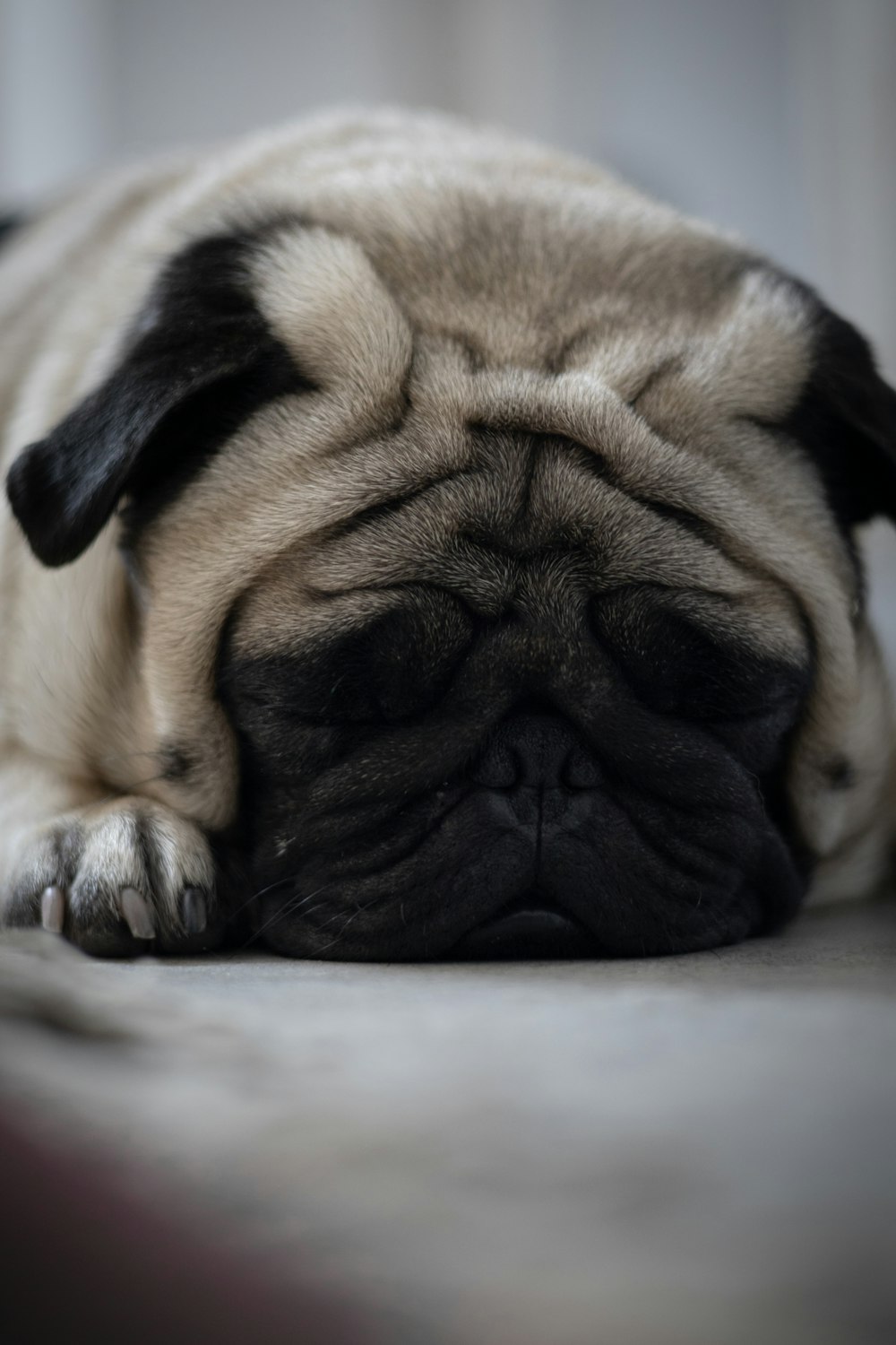 a pug dog is sleeping on a bed