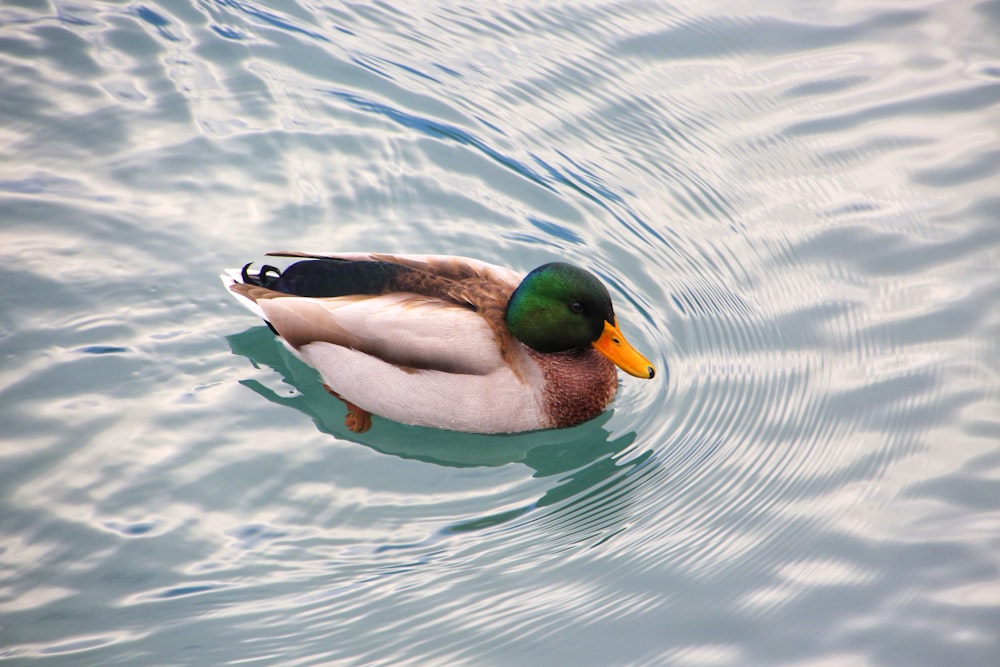 a duck floating on top of a body of water