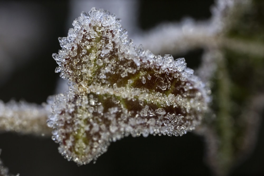 a close up of a leaf covered in ice