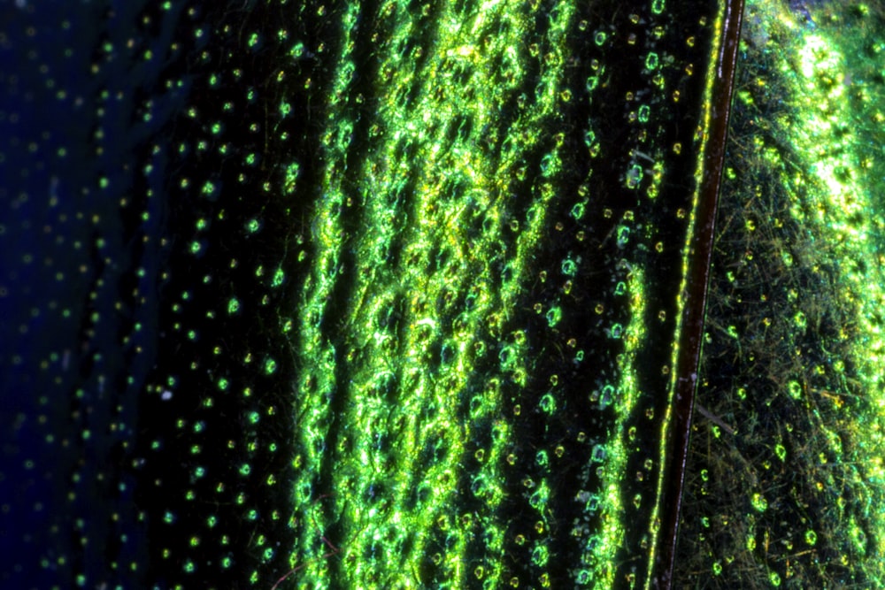 a close up of a plant with green leaves