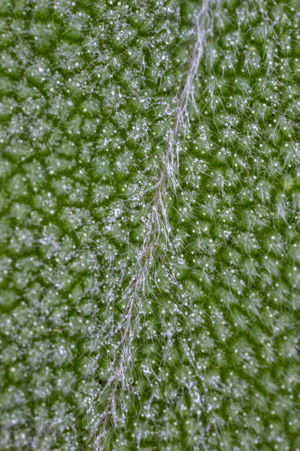 a close up of a green leaf with water droplets on it