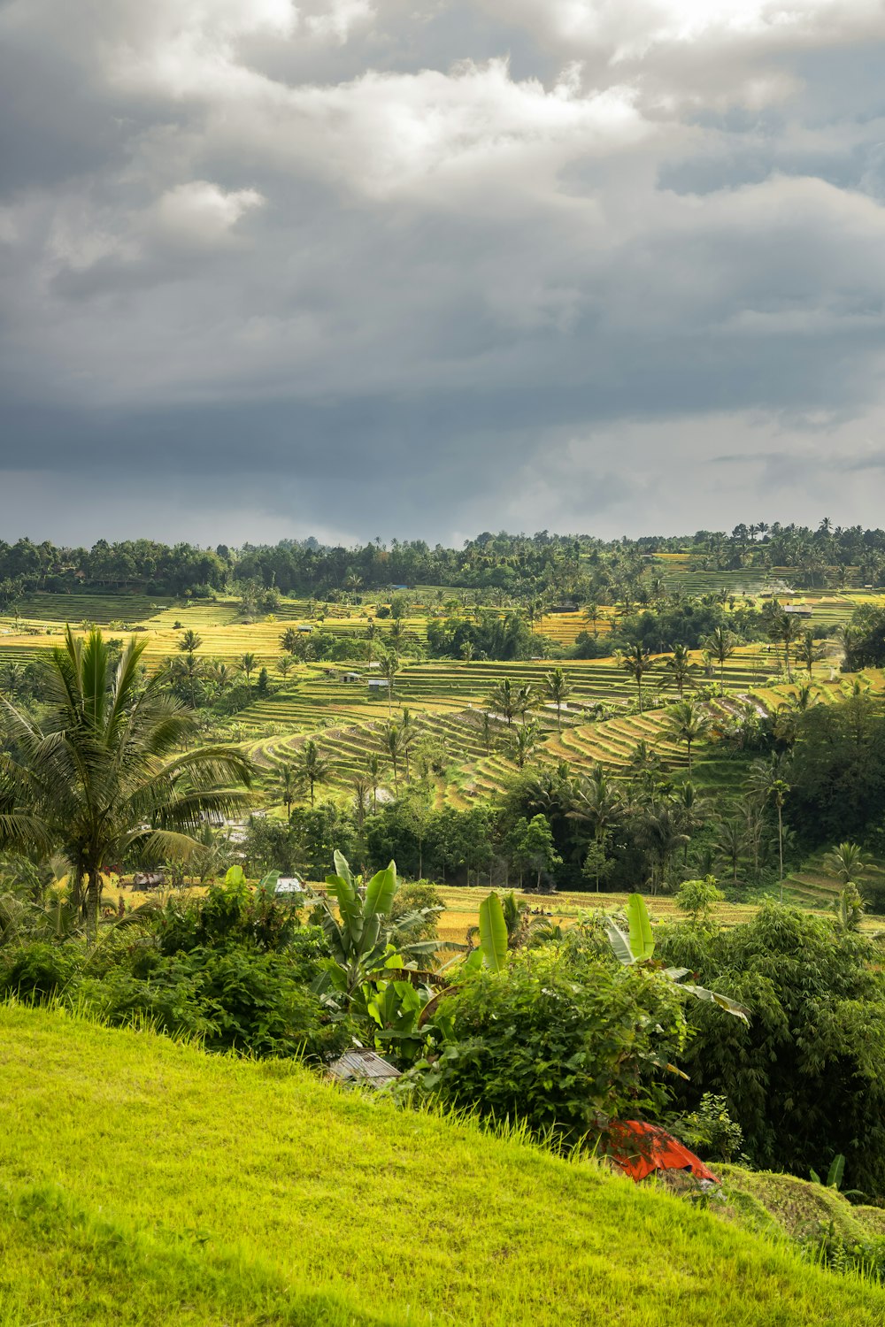 a lush green hillside covered in lots of trees