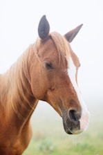 Close-up of a stallion during semen collection in a calm environment.