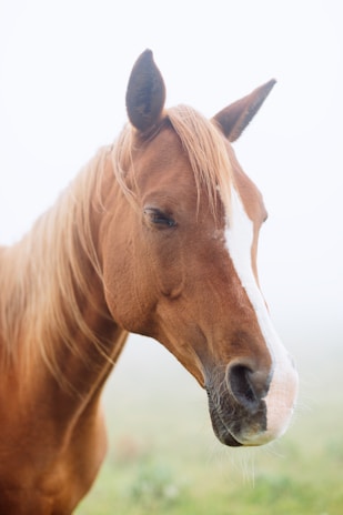 Close-up of a horse's calm eyes reflecting a peaceful forest background.
