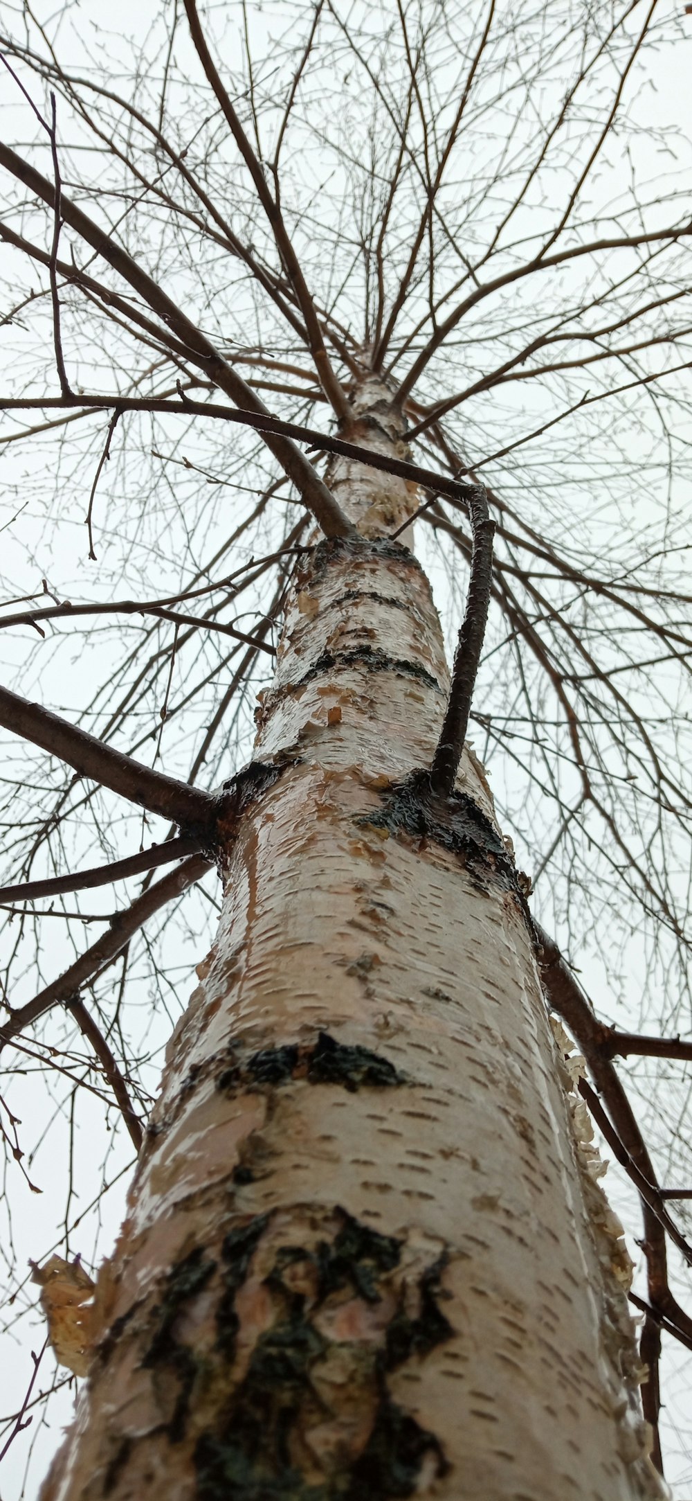 a tall tree with no leaves on it