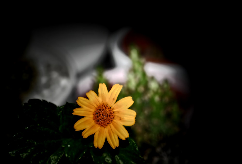 a yellow flower sitting on top of a green plant