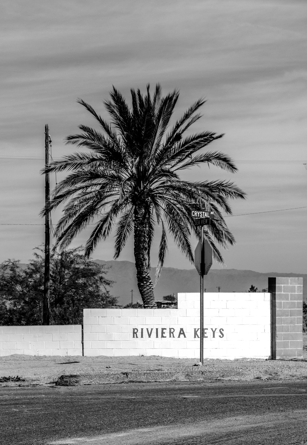 Una foto en blanco y negro de una palmera