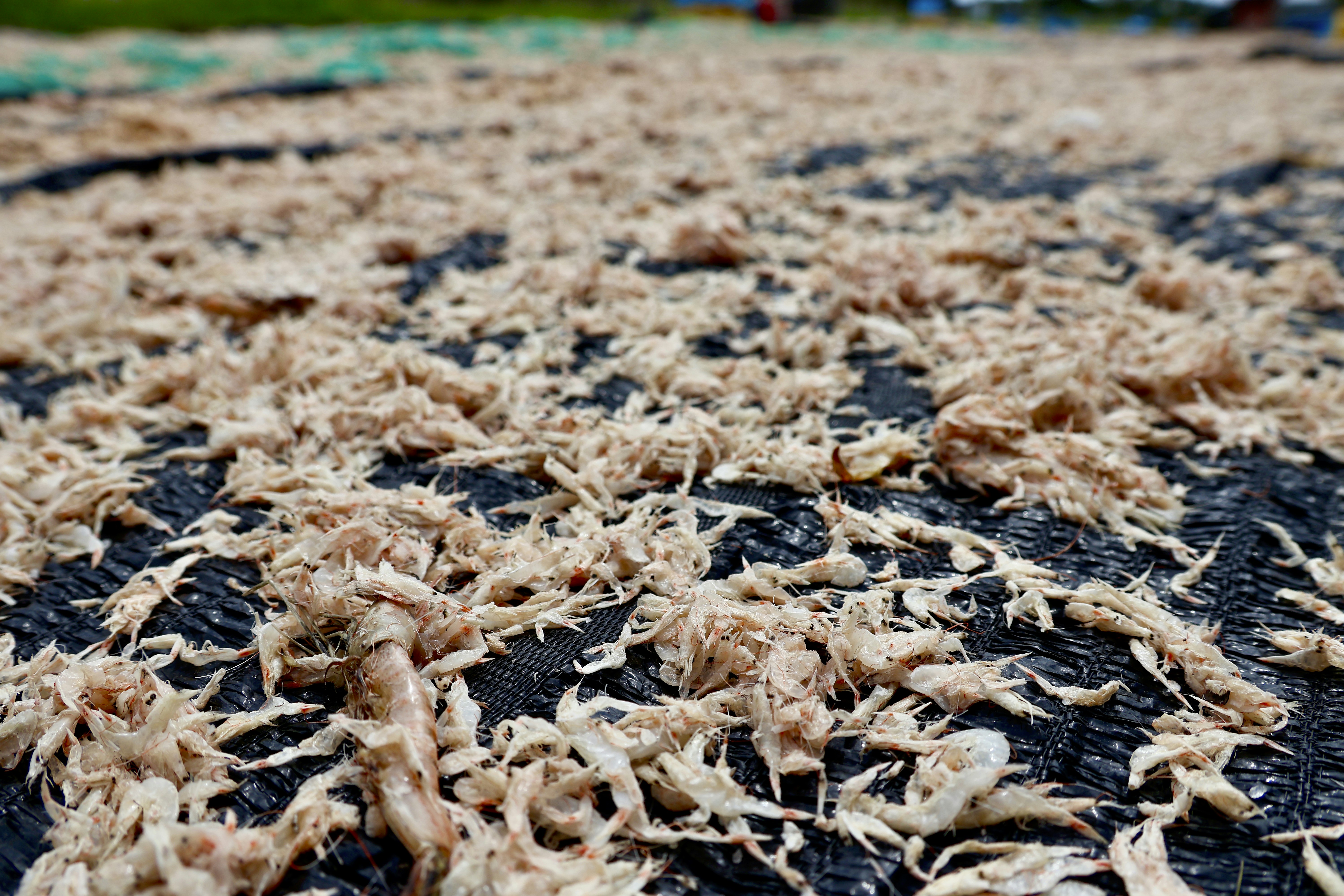 Premium Artemia Cysts