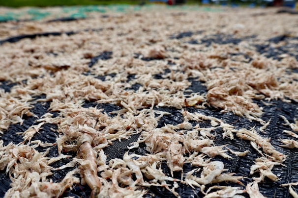 Close-up of premium dried Chinese sea cucumbers arranged neatly on a navy-blue background.