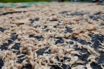 A close-up view of numerous dried small shrimp spread out on a rough, dark surface for drying. The background includes out-of-focus areas, suggesting an outdoor setting, possibly a seafood processing or drying area.