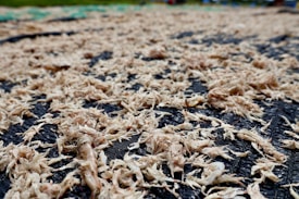 A close-up view of numerous dried small shrimp spread out on a rough, dark surface for drying. The background includes out-of-focus areas, suggesting an outdoor setting, possibly a seafood processing or drying area.