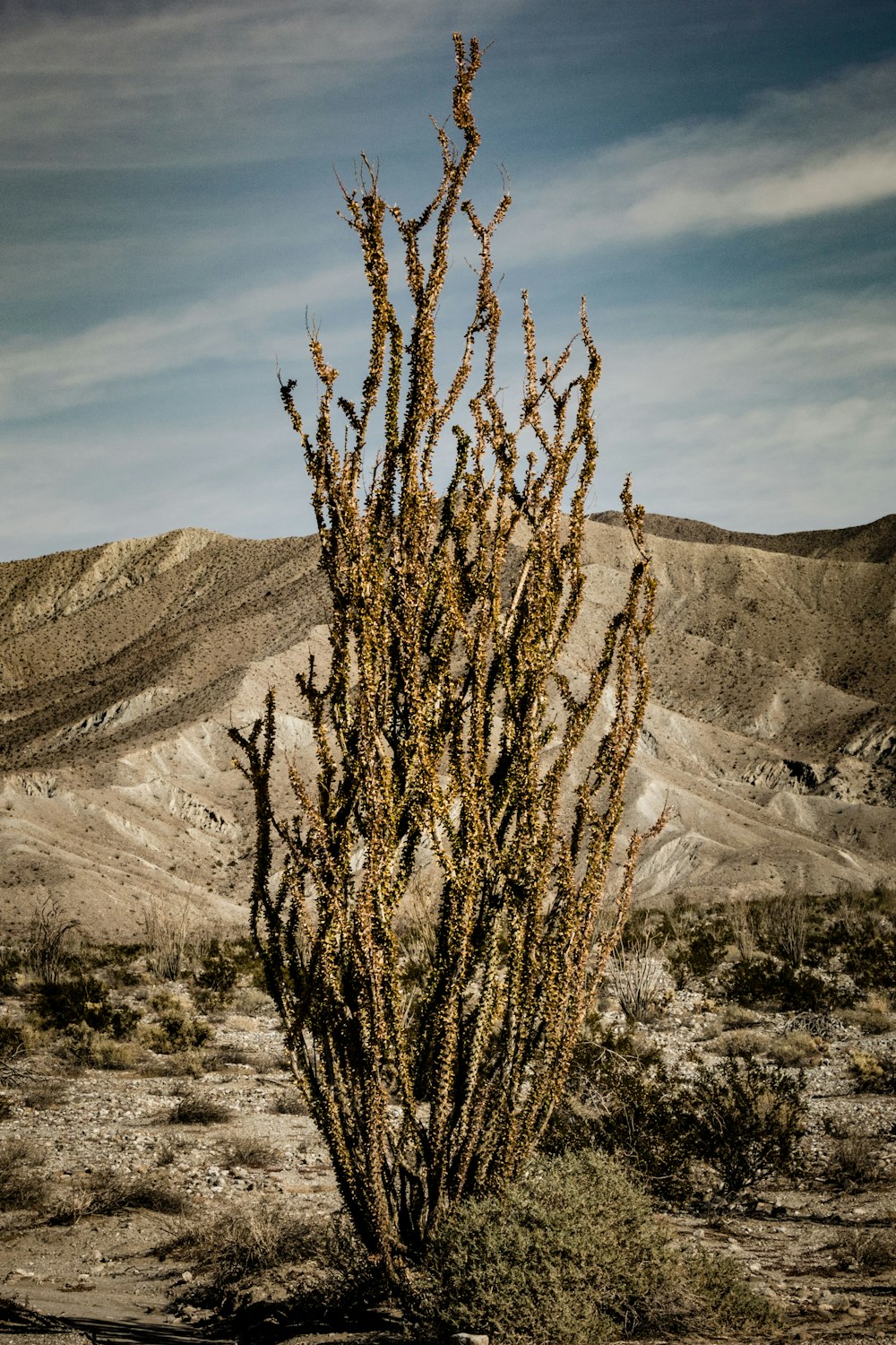 Un grande cactus nel mezzo di un deserto