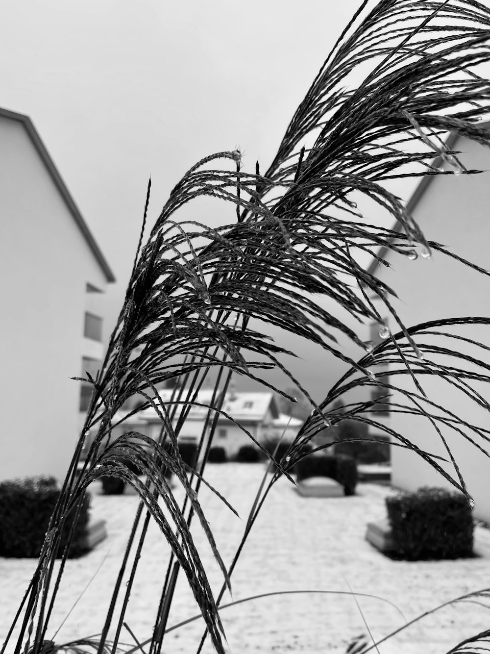 a black and white photo of a house and a plant