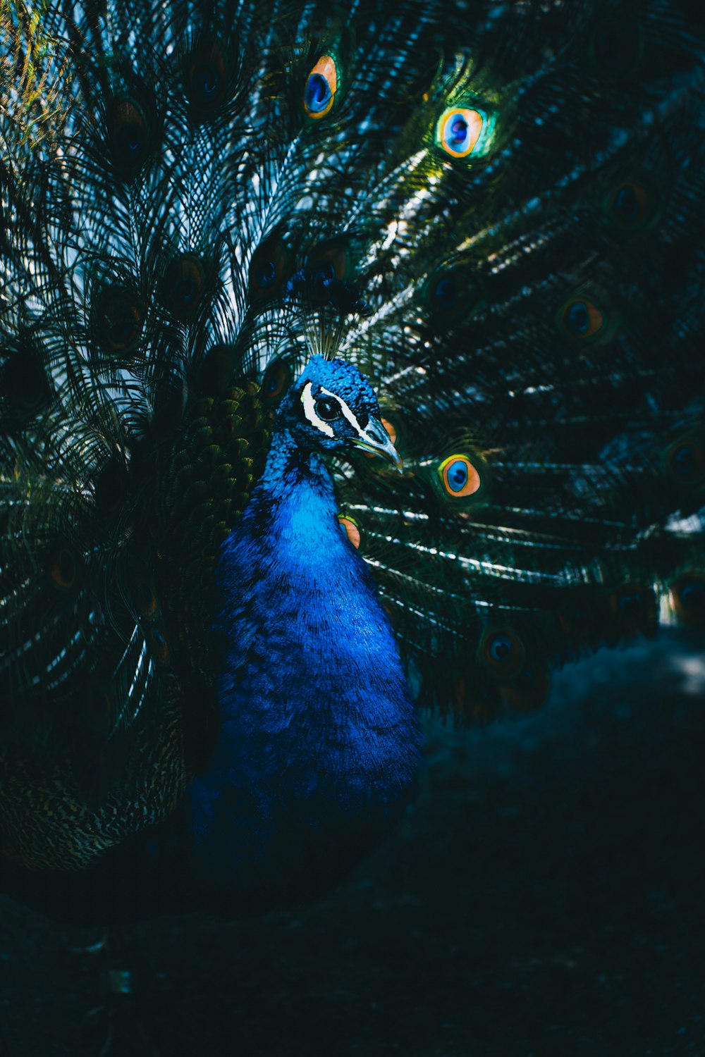 a peacock with its feathers spread out