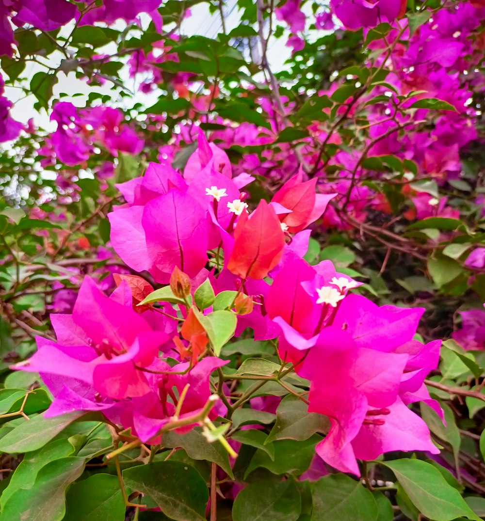 a bunch of flowers that are in the grass