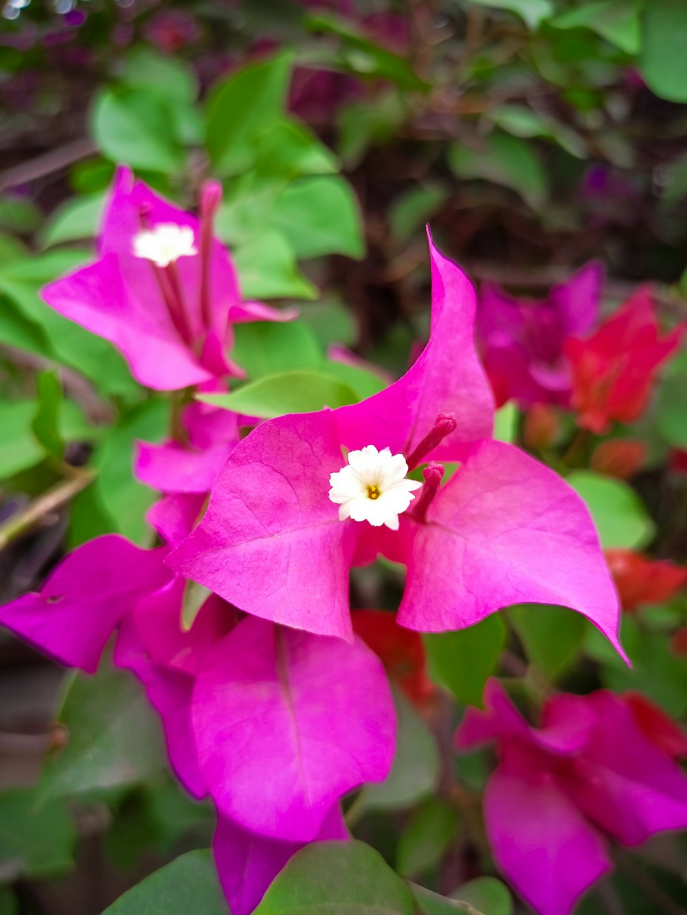 a bunch of flowers that are in the grass