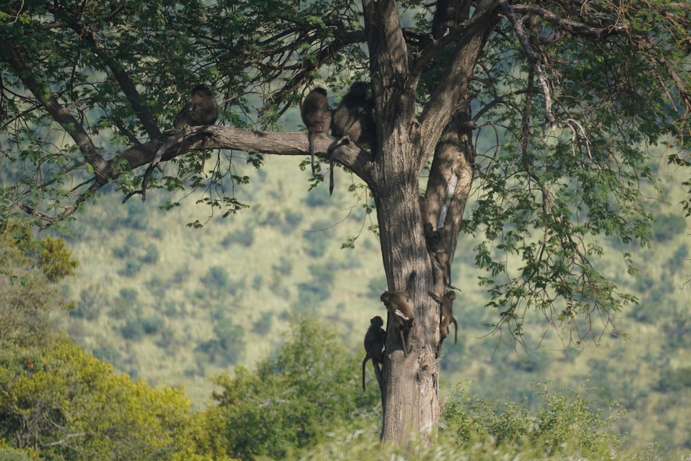 a group of birds sitting in the branches of a tree