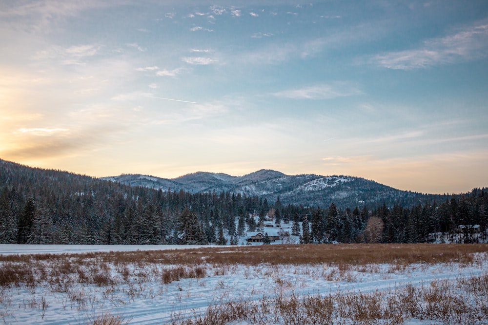 a snowy field with trees and mountains in the background